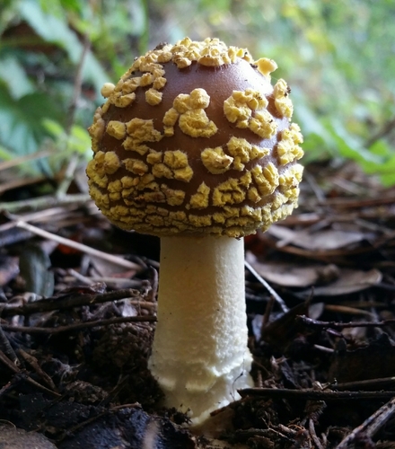 Western Yellow-veiled Amanita