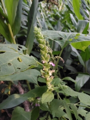 Teucrium vesicarium