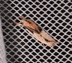 Pilostibes basivitta