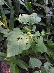 Teucrium vesicarium