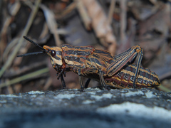 Dictyophorus griseus