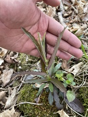 Borodinia laevigata, photograph Brandon Corder, CC BY, iNaturalist via GBIF