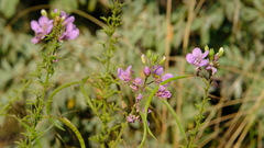 Cleome oxyphylla robusta