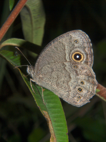 Grizzled Bush Brown