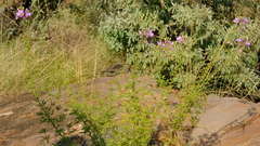 Cleome oxyphylla robusta