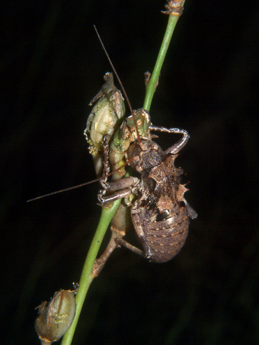 Enyaliopsis parduspes