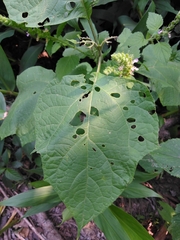 Teucrium vesicarium