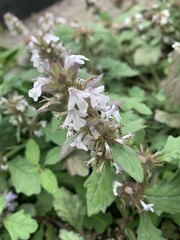 Ajuga nipponensis