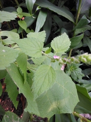 Teucrium vesicarium