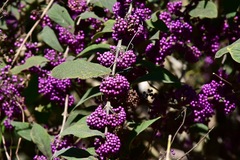 Callicarpa rubella