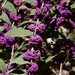 Callicarpa - Photo (c) rosewise,  זכויות יוצרים חלקיות (CC BY-NC), uploaded by rosewise