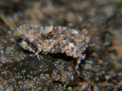 Morphopoides folipes