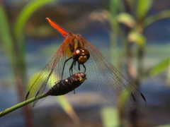 Trithemis pluvialis