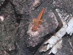 Crocothemis sanguinolenta
