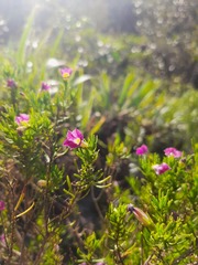 Calibrachoa paranensis