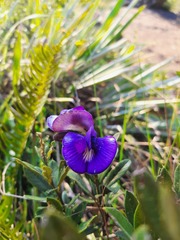 Periandra mediterranea