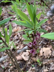 Daphne mezereum