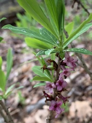 Daphne mezereum