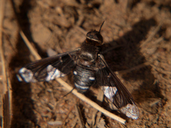 Litorhina