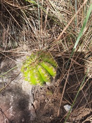Parodia carambeiensis