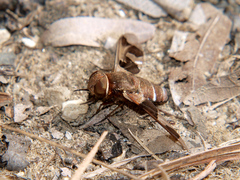 Litorhina basalis