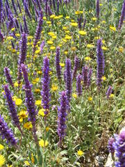 Nepeta tuberosa