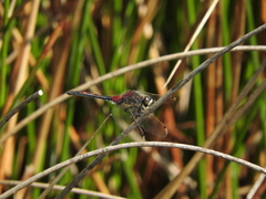 Leucorrhinia rubicunda