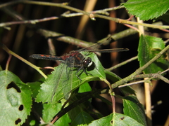 Leucorrhinia rubicunda