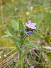 Buglossoides tenuiflora