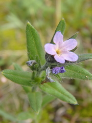 Buglossoides tenuiflora