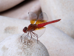 Brachythemis lacustris