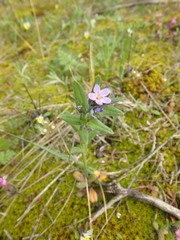 Buglossoides tenuiflora