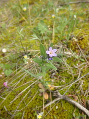 Buglossoides tenuiflora