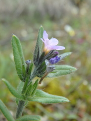Buglossoides tenuiflora