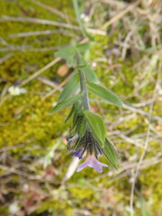 Buglossoides tenuiflora