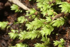 Fissidens oblongifolius