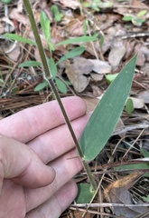 Dichanthelium ravenelii