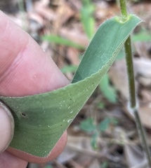 Dichanthelium ravenelii