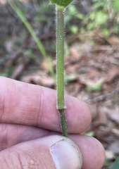 Dichanthelium ravenelii