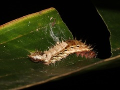 Drapetodes mitaria