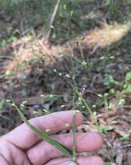 Dichanthelium ravenelii