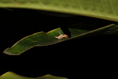 Drapetodes mitaria