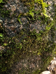 Fissidens oblongifolius