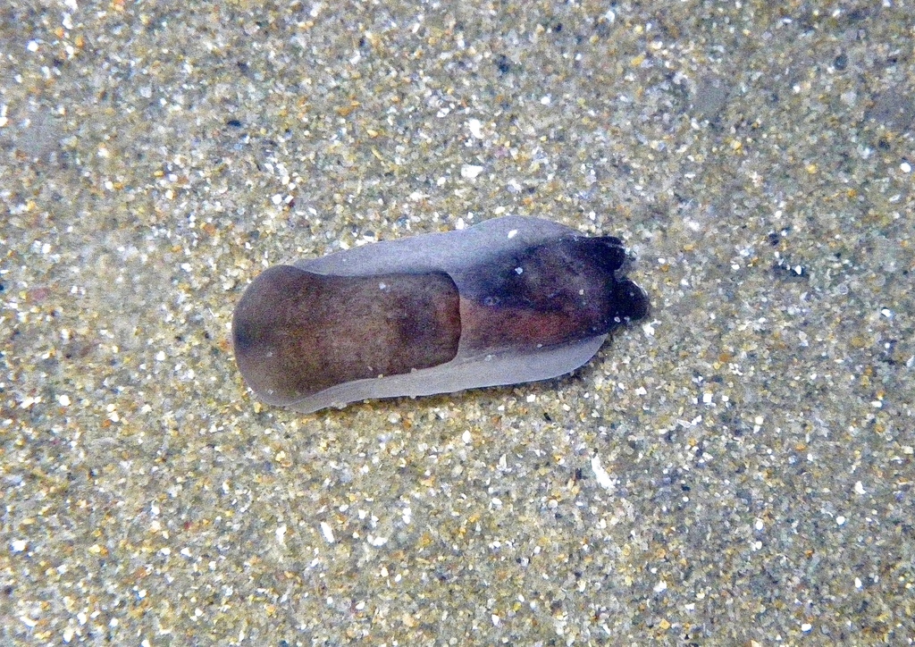 Melanochlamys handrecki