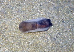 Melanochlamys handrecki