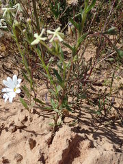 Lyperia tristis