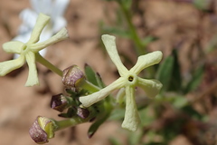 Lyperia tristis