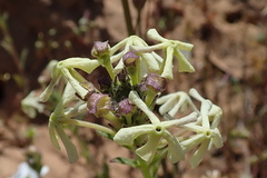 Lyperia tristis