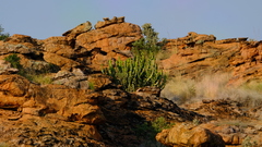 Euphorbia cooperi