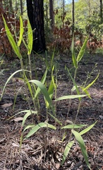 Dichanthelium ravenelii